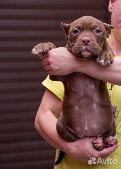 Американский булли покет щенки