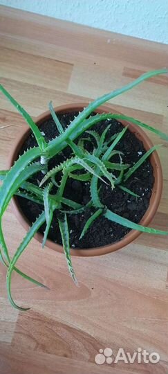 Алоэ лечебный