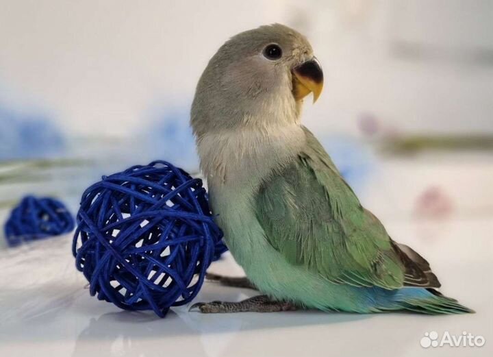 Неразлучник, птенцы, попугай, ручной