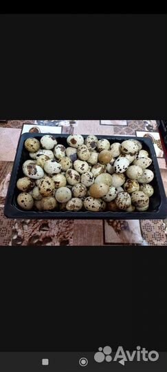 Яйца перепелиные