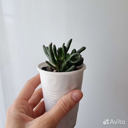 Крассула Овата Коралл