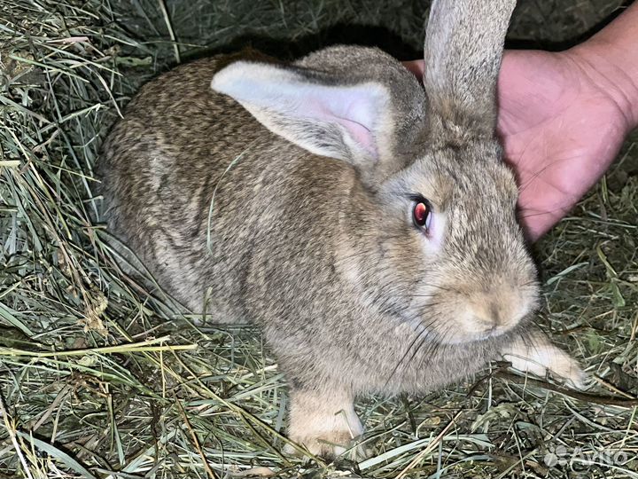 Кролики породы фландр