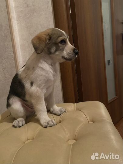 Отдам щенка в добрые руки