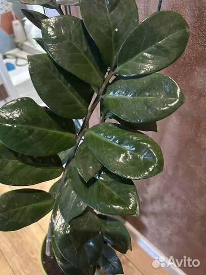 Замиокулькас