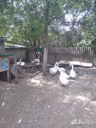 Продам гусей