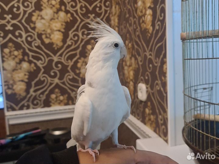 Попугай кореша с клеткой