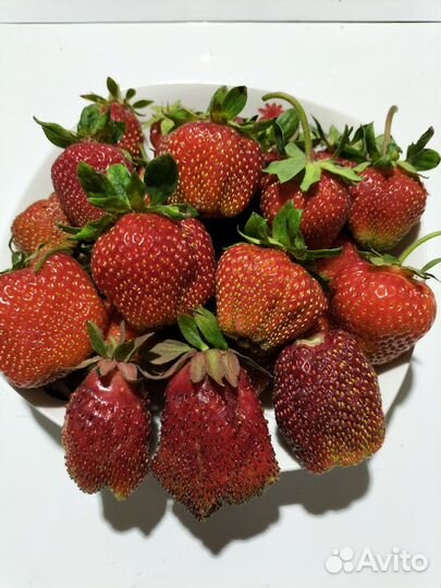 Рассада клубники сортовая