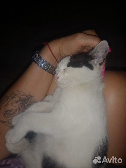 Котенок в добрые руки