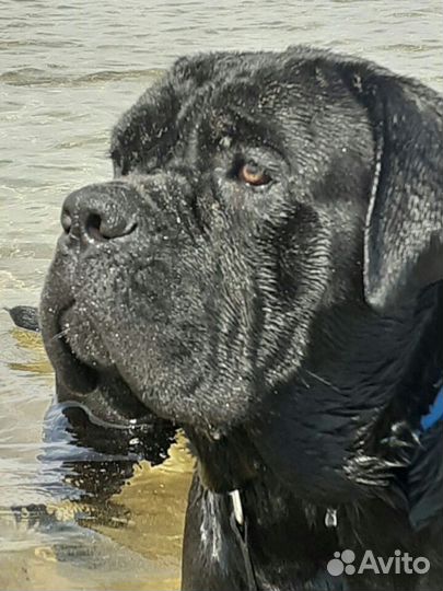 Шикарные щенки кане корсо; Вязка