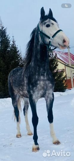 Жеребец орловский рысак. Старотипная орловка