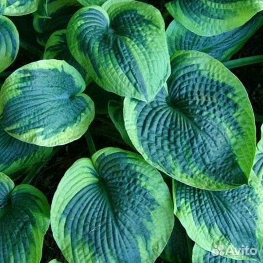 Крупные Хосты