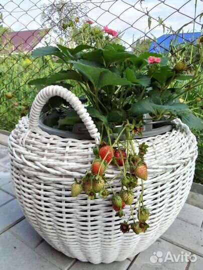 Рассада клубники с розовыми цветами