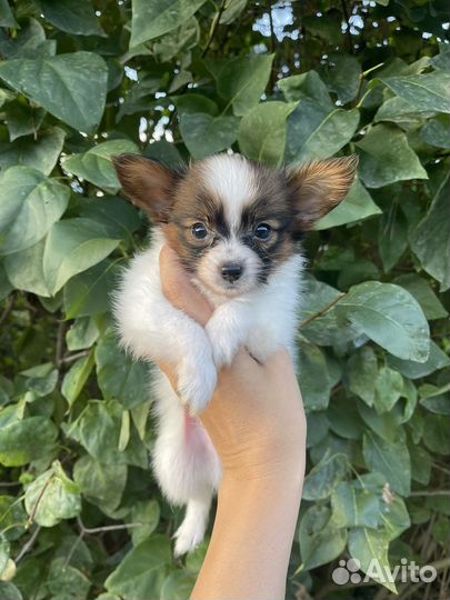 Щенки папийона