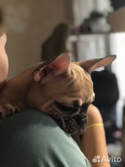 Французский бульдог