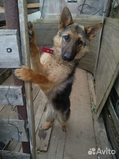 Отдам бесплатно собаку