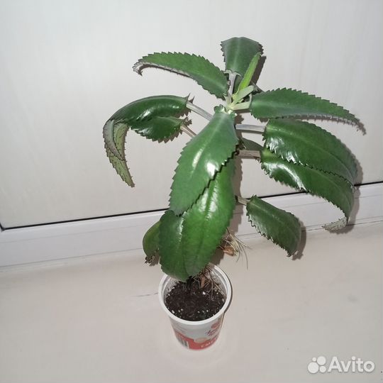 Каланхоэ лечебное