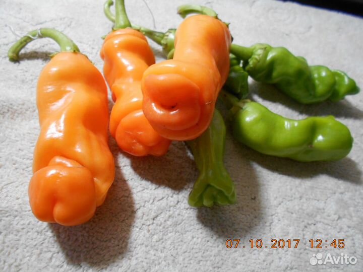 Редкие растения (чилли-вилли )