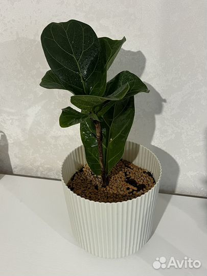 Фикус лирата бамбино