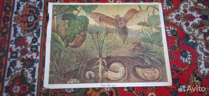 Школьные плакаты и не только