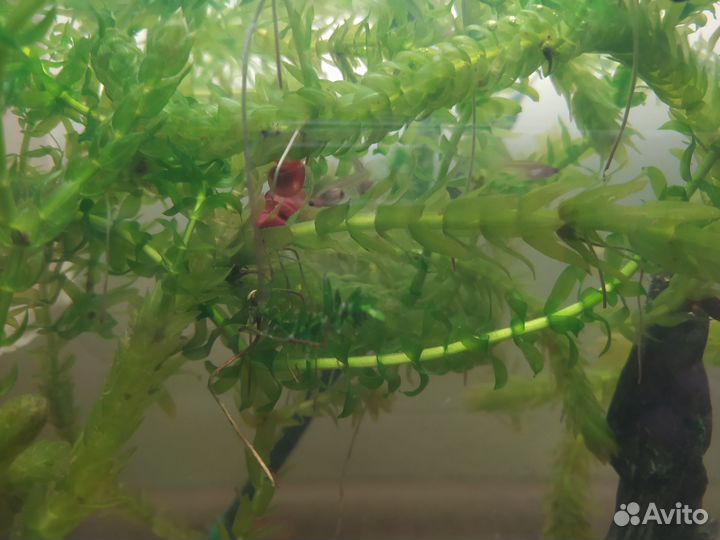 Улитки катушки