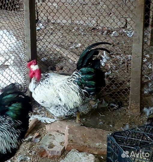 Молодые петухи