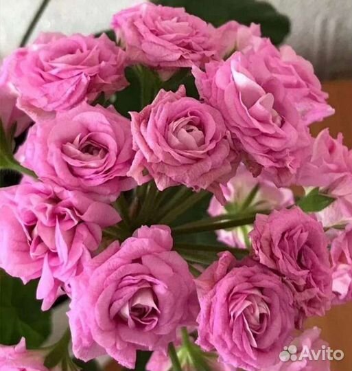 Пеларгония герань