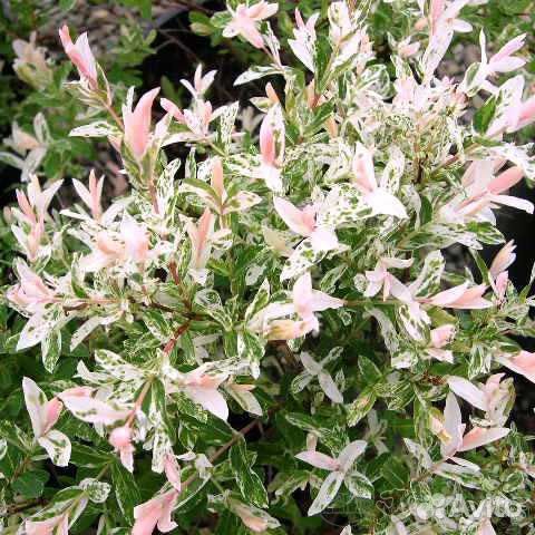 Японская ива Хакуро-Нишики