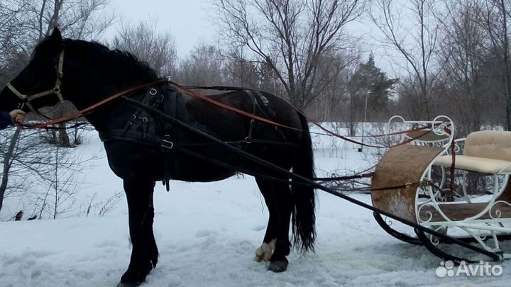 Прогулки на лошадях