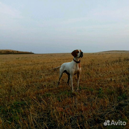 Пойнтер