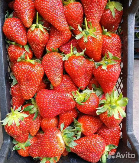 Клубника азербайджан