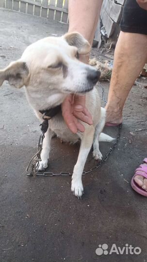 Щенки от таксы