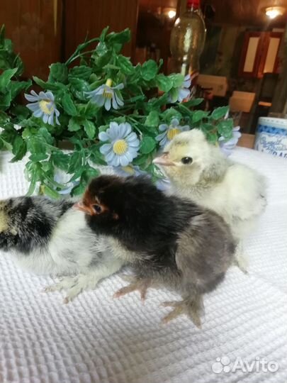 Цыплята Брамы и Павловских кур