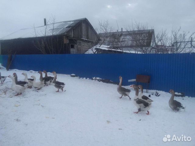 Гусята Домание Холмогоры смесь Линдой