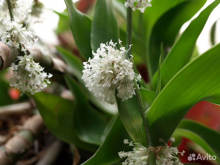 Золотой Ус - Каллизия душистая,цветущая