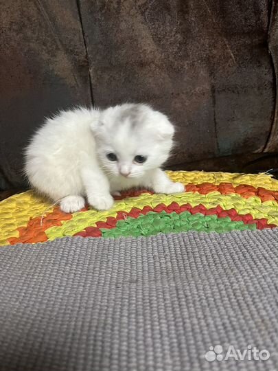 Отдам котенка от британки