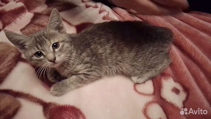 Котята в добрые руки (девочка)