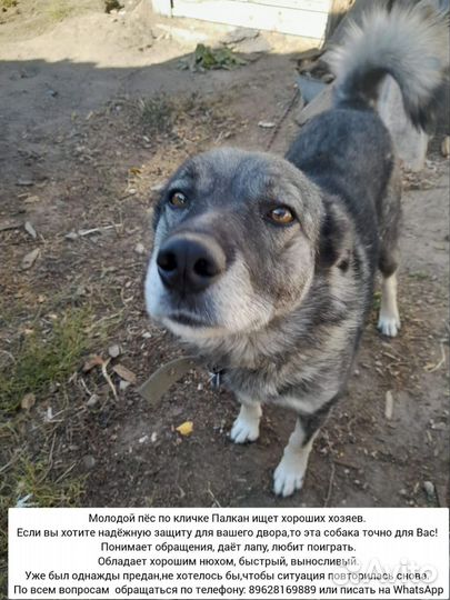 Ищу хозяина