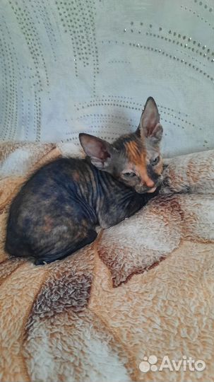 Котята донского сфинкса