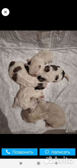 Щенки пекинеса