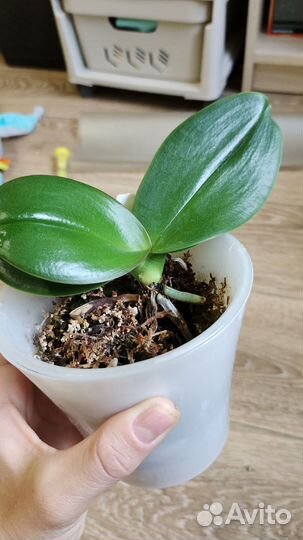 Орхидея фаленопсис