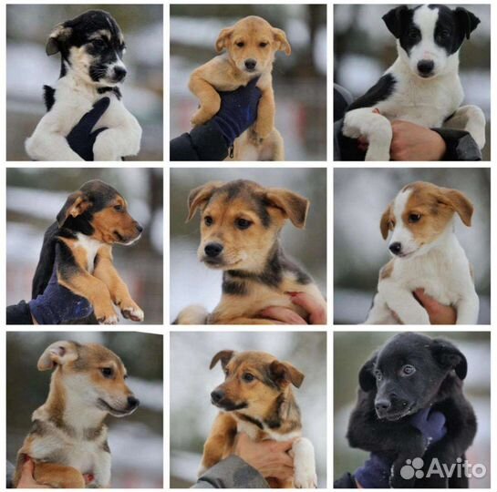 Собаки бесплатно в добрые руки