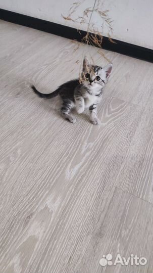 Шотландские красивые котята