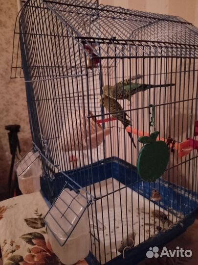 Попугаи Волнистые с Клеткой