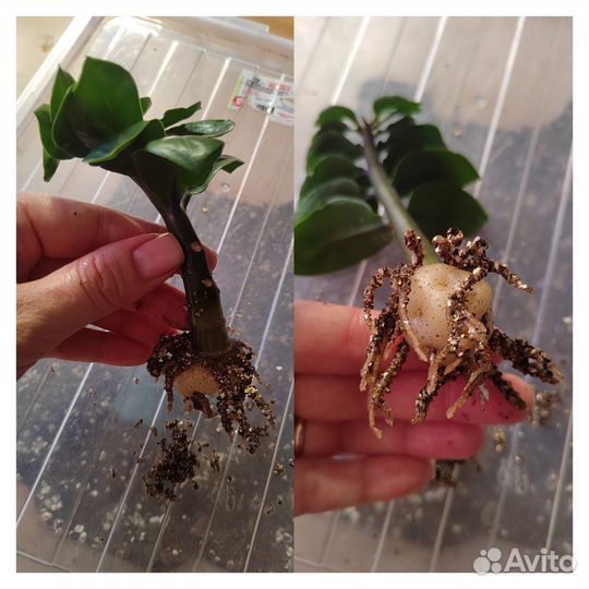 Комнатные цветы, замиокулькас зензи, равен, хойи