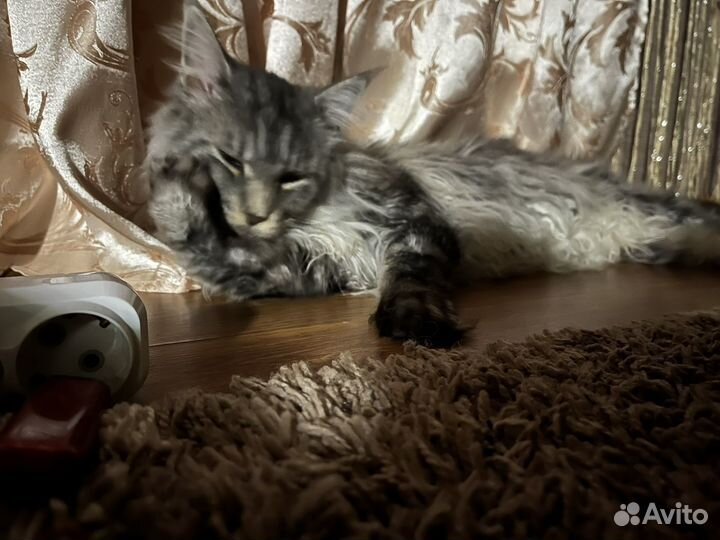 Кот мейн-кун, в добрые руки