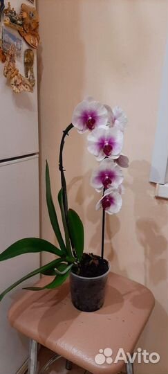 Орхидея фаленопсис
