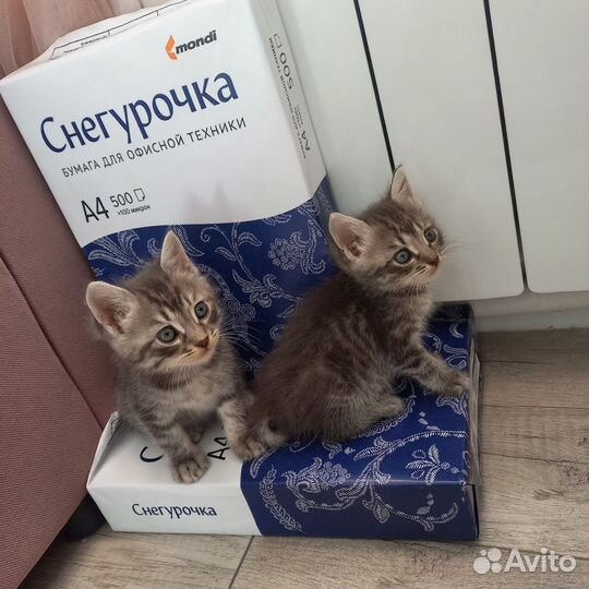 Котята