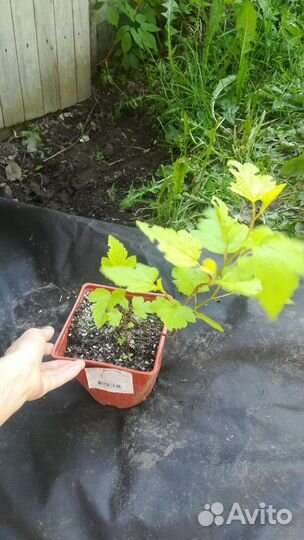 Актинидия коломикта