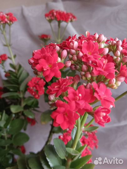 Большие отростки каланхоэ