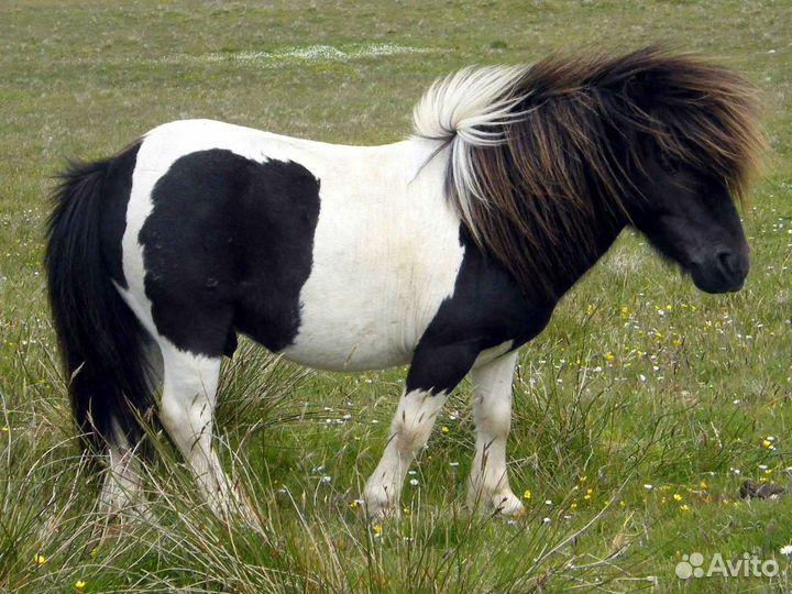 Фотосессия с лошадьми (прогулки, иппотрапия)